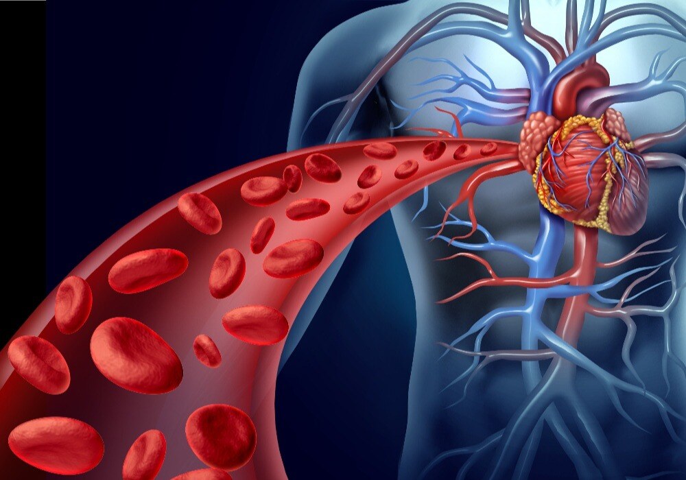 Blood and cells flowing from heart in body illustration