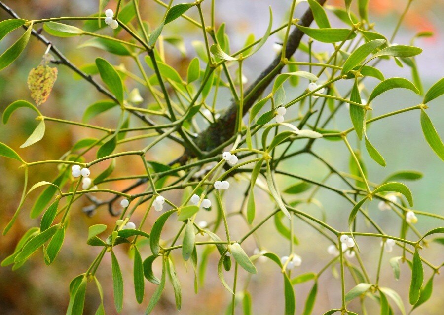 Mistletoe Plant